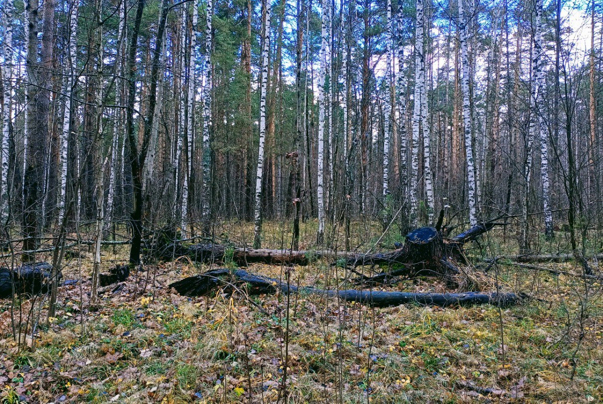 Тропа знаний: знакомство с Танаевским лесом - фото 1